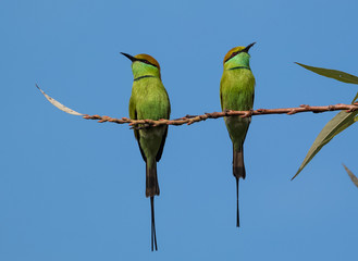 Green Bee Eater pair sitting on tree branch