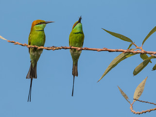 Green Bee Eater pair sitting on tree branch