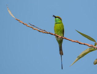 Green Bee Eater pair sitting on tree branch