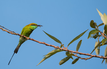 Green Bee Eater pair sitting on tree branch