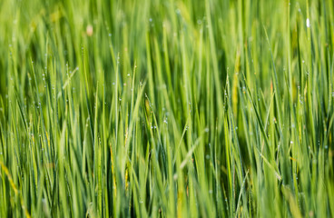 Dew drops of green brasses on Farming field