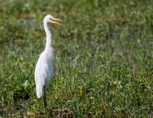 Egret bird near water body