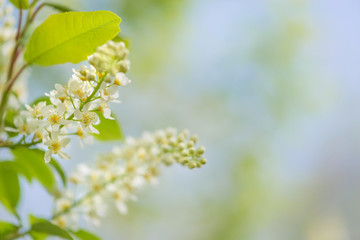 Bird cherry flowers against the blue sky