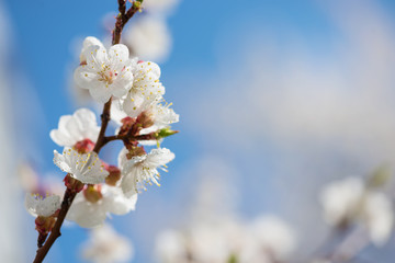 Cherry flowers coated dewdrops