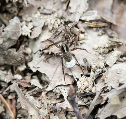 eine Spinne auf dem herbstlichen Waldboden