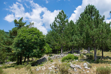 Fototapeta premium Vieux murs au milieu de la forêt
