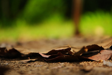 Dry leaves on the ground against natural green background in blur