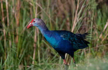 Obraz premium Grey Headed Swamphen