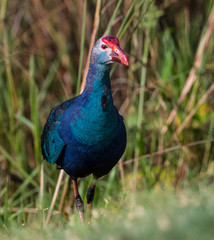 Grey Headed Swamphen