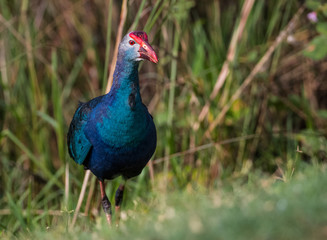 Grey Headed Swamphen