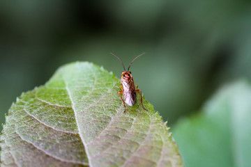 ein Insekt, Käfer oder Fliege sitzt auf einem Blatt, einer Pflanze