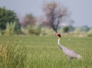 Sarus Crane Bird in the field