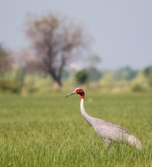 Obraz premium Sarus Crane Bird in the field