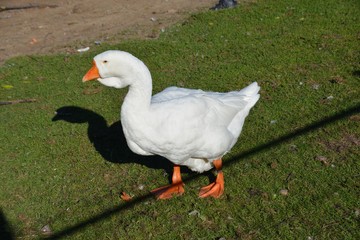 Domestic poultry. White goose