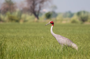 Sarus Crane Bird in the field