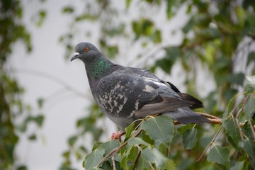Fototapeta premium Grey dove on a tree. Pigeon