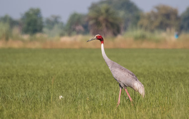 Sarus Crane Bird in the field