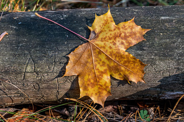 Fallen maple leaf. Autumn forest