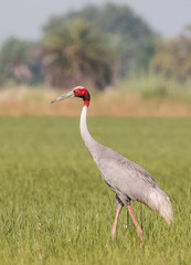 Sarus Crane Bird in the field