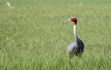 Sarus Crane Bird in the field