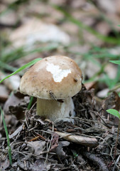 Herbst, Pilze am Waldboden, Im Herbst wachsen die Pilze und werden gesammelt