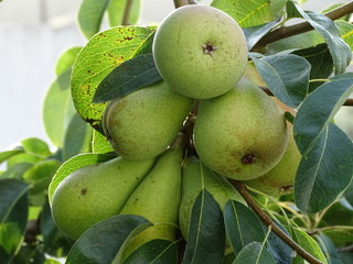 pears on tree