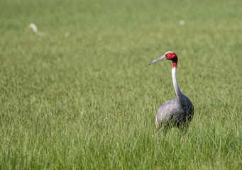 Sarus Crane Bird in the field