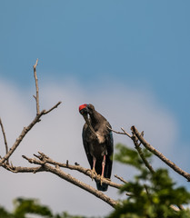 Red Naped Ibis on tree