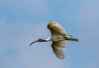 Black Naped ibis bird in flight