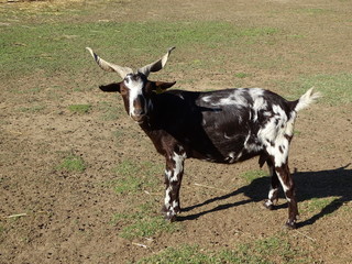 cow in field