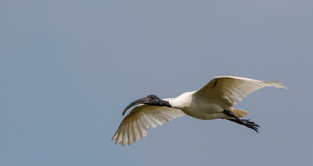 Black Naped ibis bird in flight