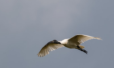 Fototapeta na wymiar Black Naped ibis bird in flight