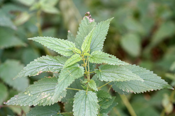 The stinging nettle occurs almost everywhere in Germany and is an important plant for caterpillars and butterflies