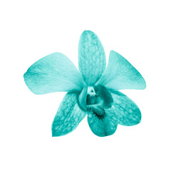 Fototapeta na wymiar Isolated vintage turquoise flower, Closeup single dendrobium orchid in pastel tone on white background