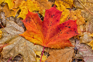 Dry yellow and red Maple leaves. Autumn