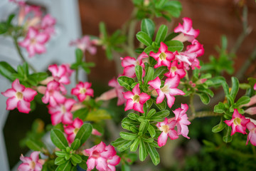 Pink flowers for decorating the home garden