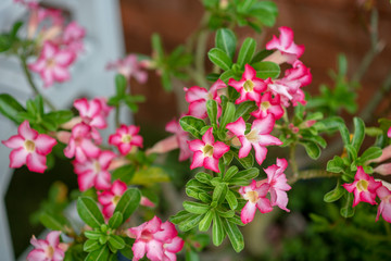 Pink flowers for decorating the home garden