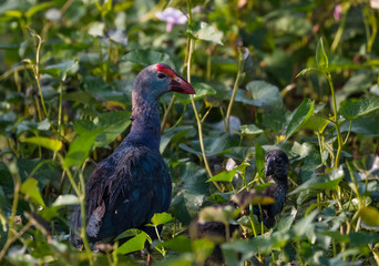 Grey Headed Swamphen