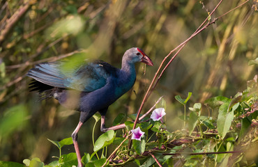 Grey Headed Swamphen