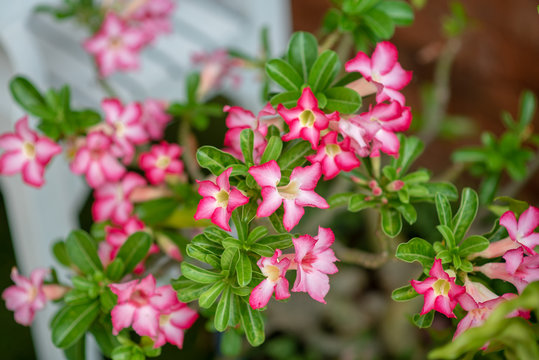 Pink flowers for decorating the home garden