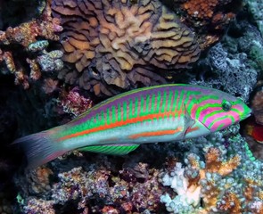 Klunzinger's Wrasse (Thalassoma rueppellii) in the Red Sea