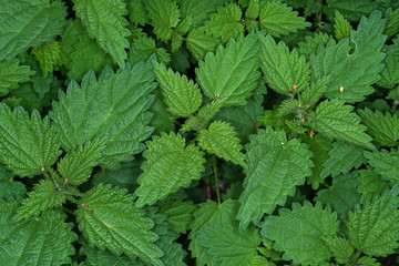 Fototapeta na wymiar The stinging nettle occurs almost everywhere in Germany and is an important plant for caterpillars and butterflies