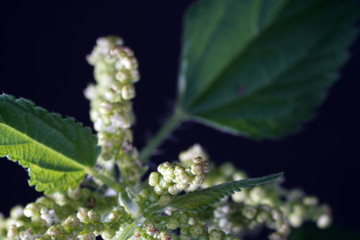 The stinging nettle occurs almost everywhere in Germany and is an important plant for caterpillars and butterflies