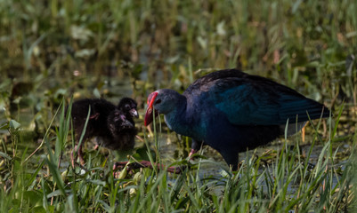 Grey Headed Swamphen