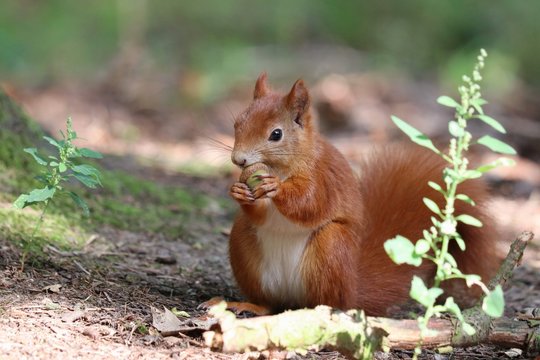 Squirrel And Acorn