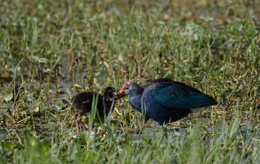 Grey Headed Swamphen