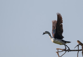 Comb Duck taking off from tree branch