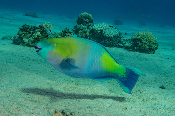 Fototapeta na wymiar Fish swim in the Red Sea, colorful fish, Eilat Israel