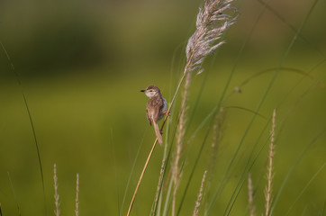 Ashy Prinia bird on tree