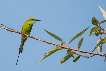 Green Bee Eater pair sitting on tree branch